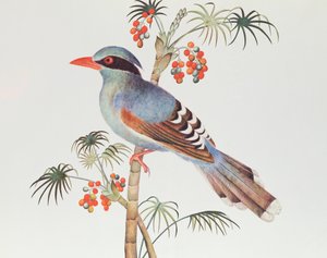 Green Magpie, Ch&39;ien-lung period (1736-96) (cor no papel)